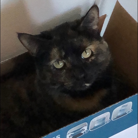 😹 Bye Cutie 😹 Said goodbye to our dear Cutie 2-6-24. She gave us much Joy!♥️ - Picture 11 of 14